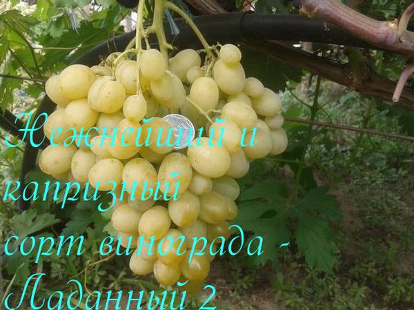 Нежнейший и капризный сорт винограда Ладанный 2 - фото