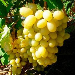 Виноград сорта Ландыш: тандем урожайности и морозоустойчивости - фото