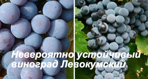 Невероятно устойчивый виноград Левокумский - фото