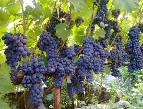 Насыщенный вкус Ливадийского черного  лучший виноград для вина с фото