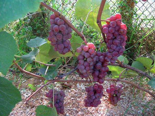 Универсальная американская красотка - виноград Люсиль с фото
