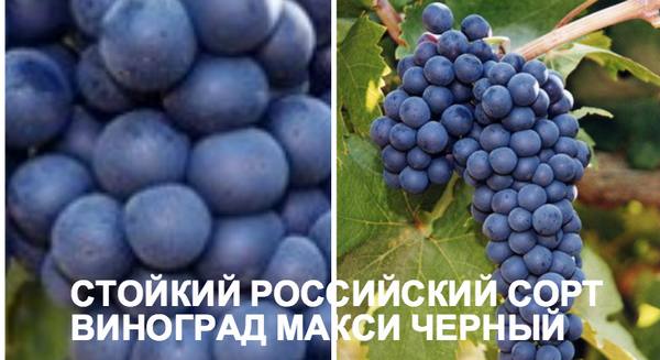 Стойкий российский сорт - виноград Макси черный - фото