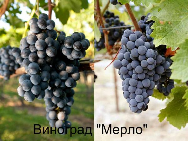 Сорт винограда Мерло с фото