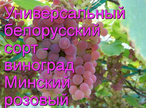 Универсальный белорусский сорт - виноград Минский розовый - фото