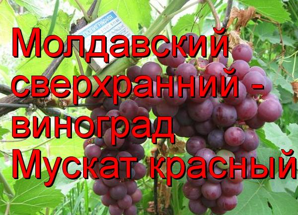 Молдавский сверхранний - виноград Мускат красный с фото