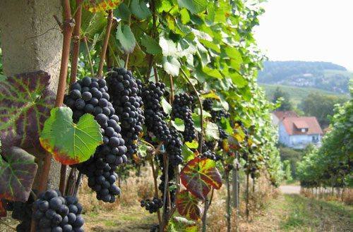 Выращивание винограда на Алтае - фото