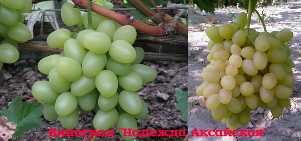 Особенности сорта винограда Надежда Аксайская - фото