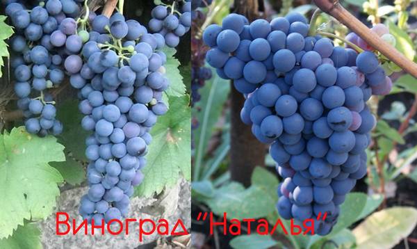Описание и особенности ухода за сортом винограда Наталья с фото