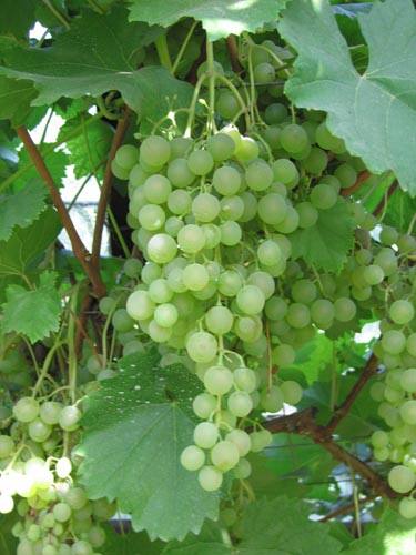Выносливость и надёжность винограда Ольга - фото