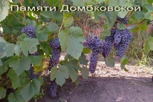 Зимостойкий сорт винограда Памяти Домбковской - фото
