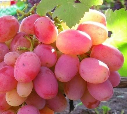 Сорт винограда Памяти Хирурга с фото