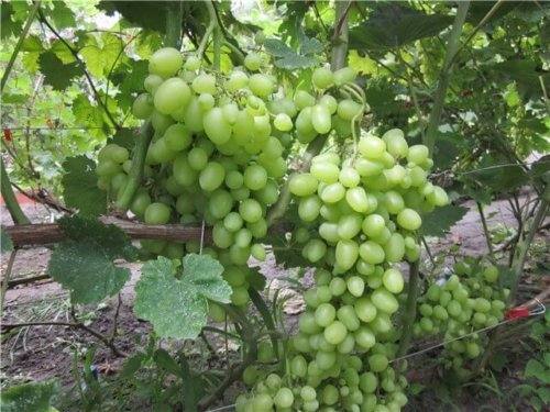 Раннеспелый сорт винограда Продюсер - фото