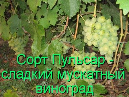 Сорт Пульсар - сладкий мускатный виноград с фото