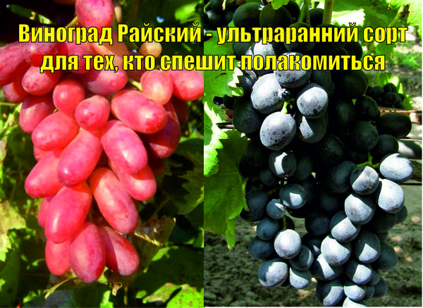 Виноград Райский - ультраранний сорт для тех, кто спешит полакомиться - фото
