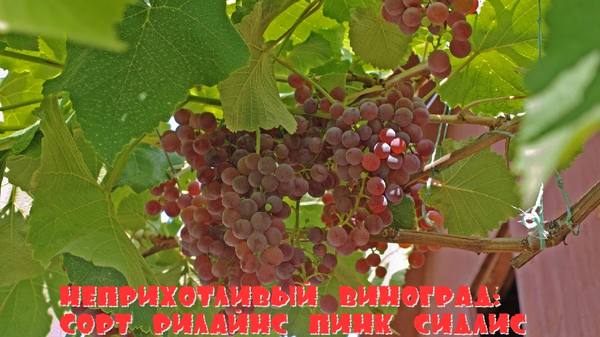 Неприхотливый виноград: сорт Рилайнс пинк сидлис - фото
