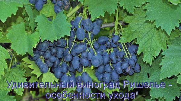 Удивительный виноград Ришелье - особенности ухода с фото
