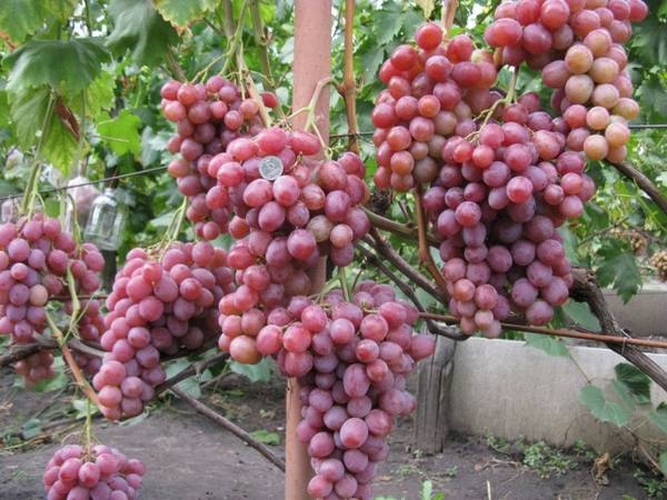 Сорт винограда Рубиновый юбилей с фото