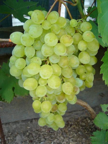 Сорт винограда Русбол: легкий уход и отличный урожай - фото