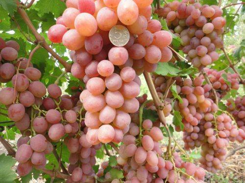 Виноград Рута  сильнорослый виноград с чудесным вкусом с фото