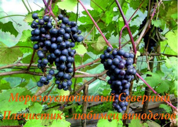 Морозоустойчивый виноград Северный Плечистик - любимец виноделов - фото