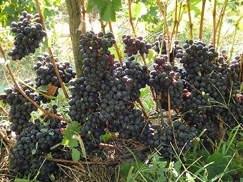 Молдавский сорт винограда Шахтер отлично подходит для России - фото