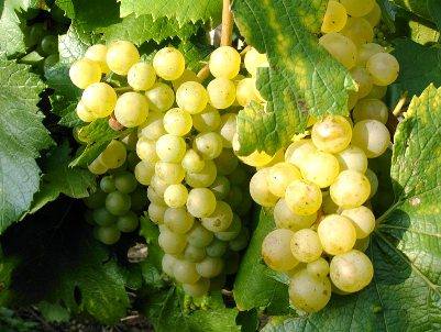 Сорт винограда Шардоне с фото