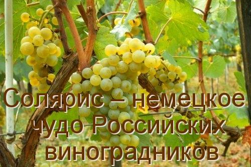 Солярис  немецкое чудо Российских виноградников с фото