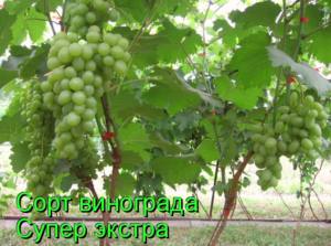 Сорт винограда Супер экстра с фото
