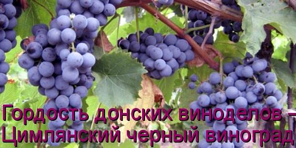 Гордость донских виноделов  Цимлянский черный виноград с фото