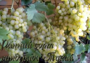 Ранний сорт винограда Тукай с фото