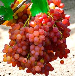 Виноград сорта Велес: описание и особенности, отзывы виноградарей - фото