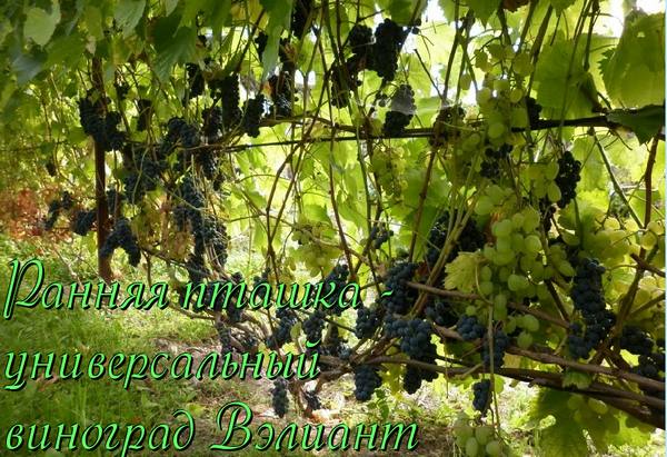 Ранняя пташка - универсальный виноград Вэлиант - фото