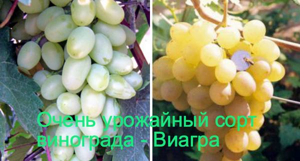 Очень урожайный сорт винограда - Виагра с фото