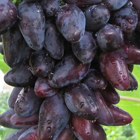 Сорт винограда Викинг с фото