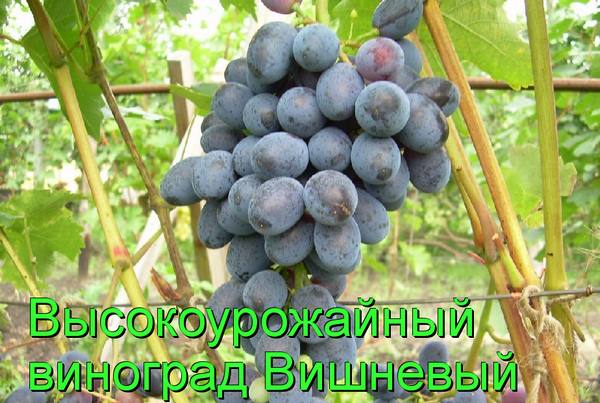 Высокоурожайный виноград Вишневый - фото
