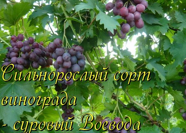 Сильнорослый сорт винограда - суровый Воевода - фото