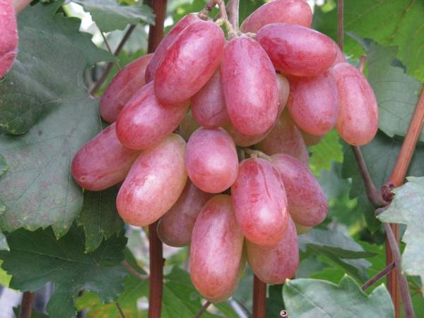 Сорт винограда Юбилей Новочеркасска - описание отзывы уход - фото