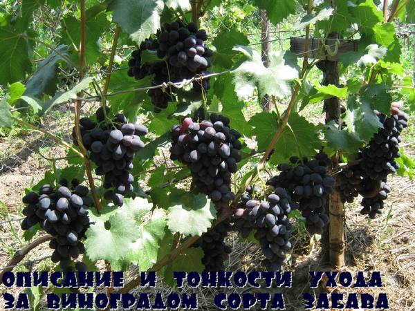 Описание и тонкости ухода за виноградом сорта Забава - фото