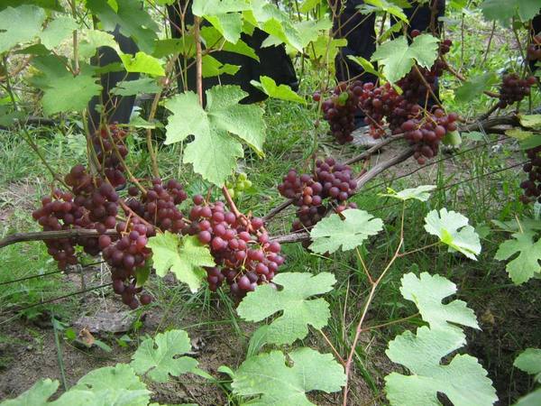 Сорт винограда Русский ранний с фото