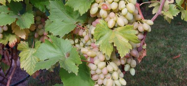 Столовый виноград Водограй с фото