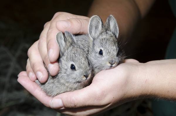 Профилактика ушного клеща у крольчат и вопросы о курах: отвечает специалист - фото