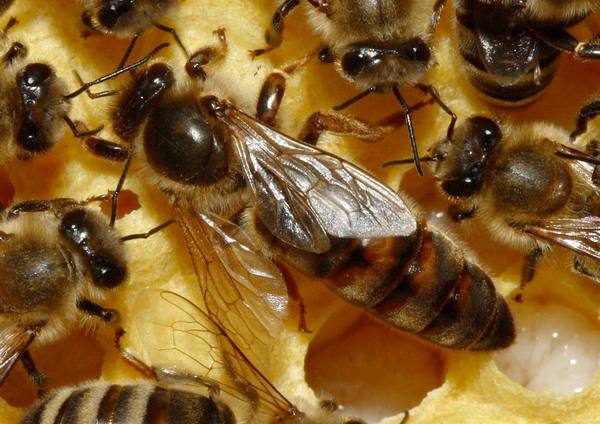 Королева улья - пчелиная матка - фото