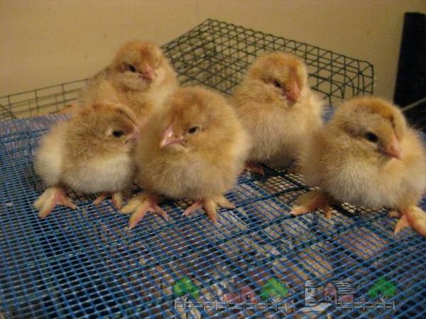 Выращиваем цыплят-бройлеров: советы и рекомендации - фото
