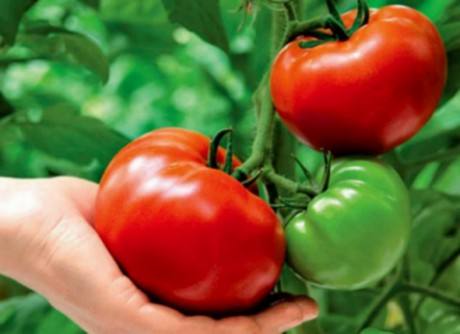 Выращивание крупноплодных томатов - фото