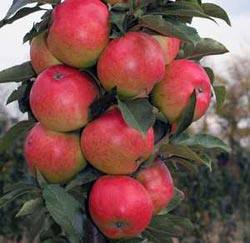 Колоновидная яблоня Валюта - маленькое урожайное деревце - фото