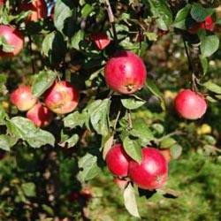 Описание и особенности популярной яблони сорта Звездочка - фото