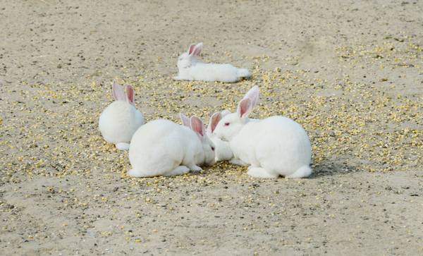 Ядовитые растения для кроликов - фото