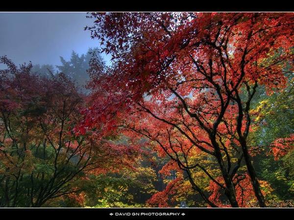 Японский сад в Портленде - фото