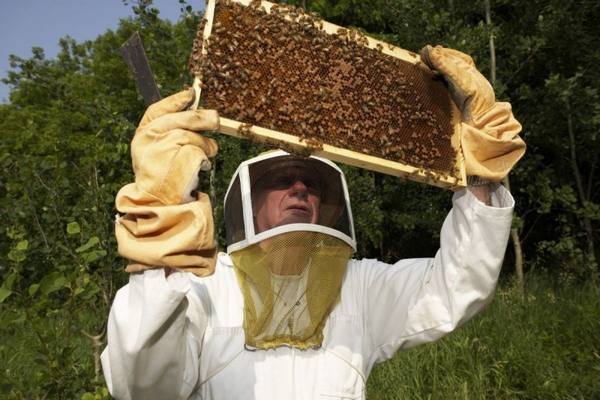Пчеловодство по закону: рассматриваем его положения с фото