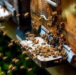Как обустроить теплицу для уютной и безопасной зимовки пчел - фото